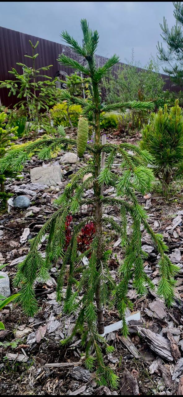Picea obovata 'Rus Weep'