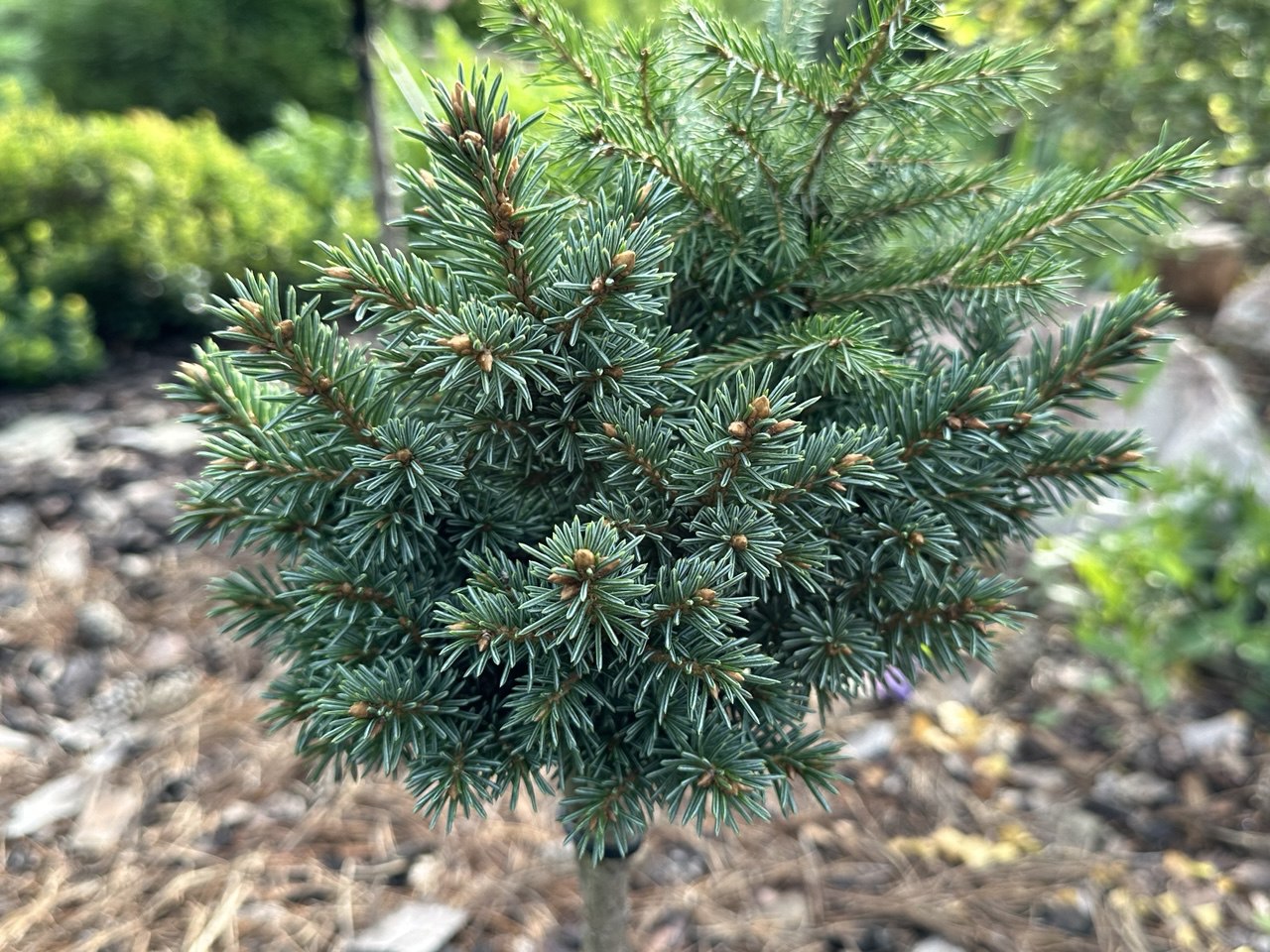 Picea obovata ‘Cheshire Cat’