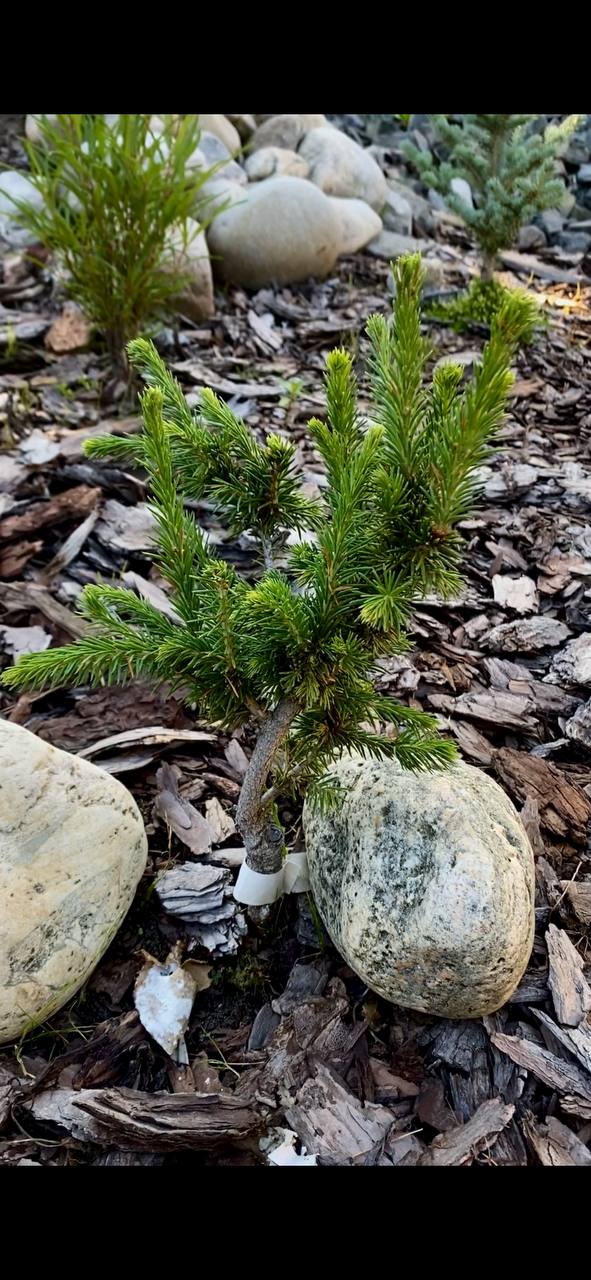 Picea abies 'Leshiy'