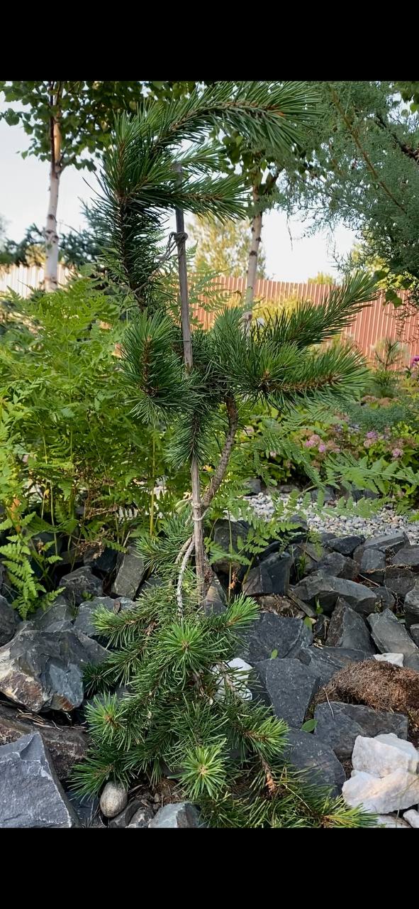 Pinus sylvestris 'Mitsch Weeping'