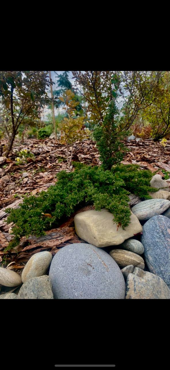 Juniperus horizontalis 'Prince of Wales'