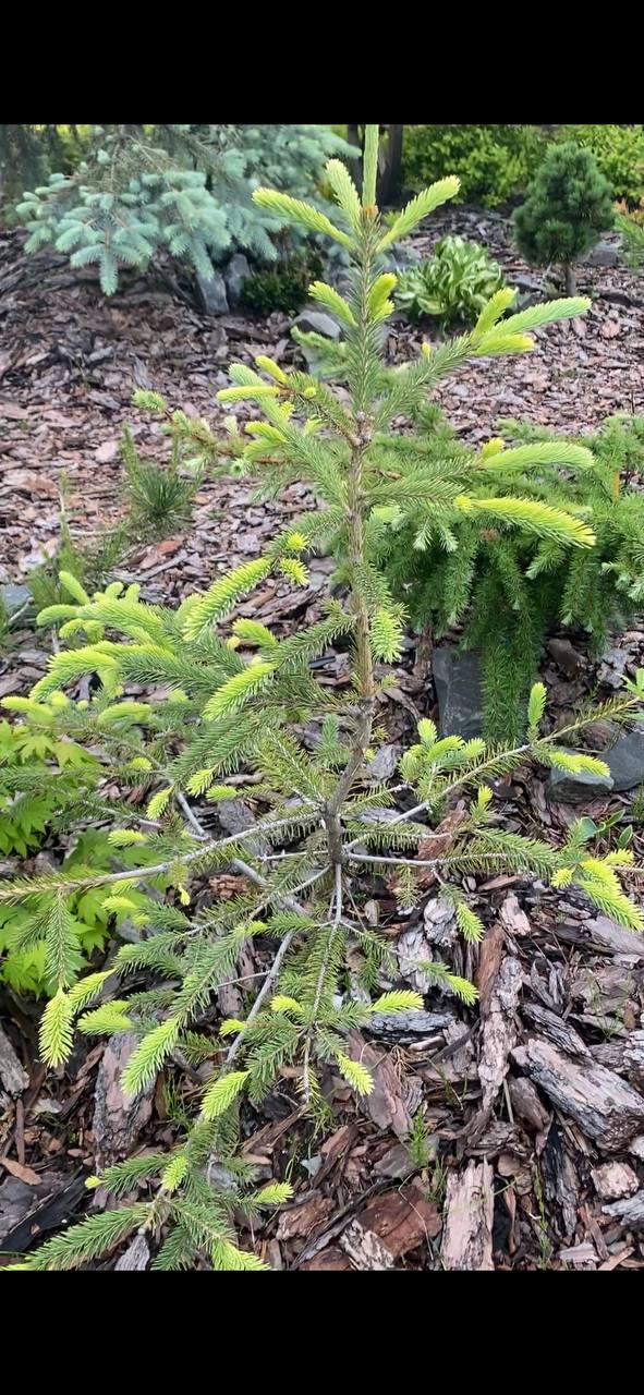 Picea glauca 'Golden Harbor'