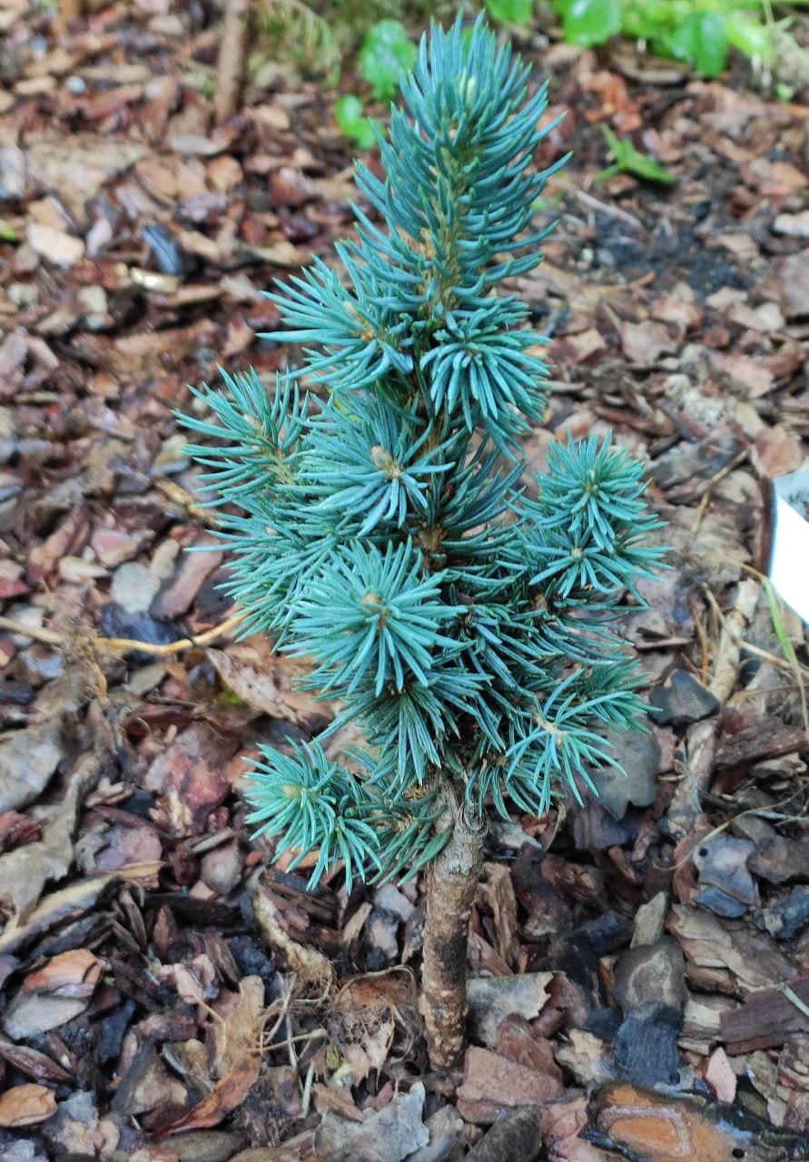 Picea pungens 'Mini Minaret'