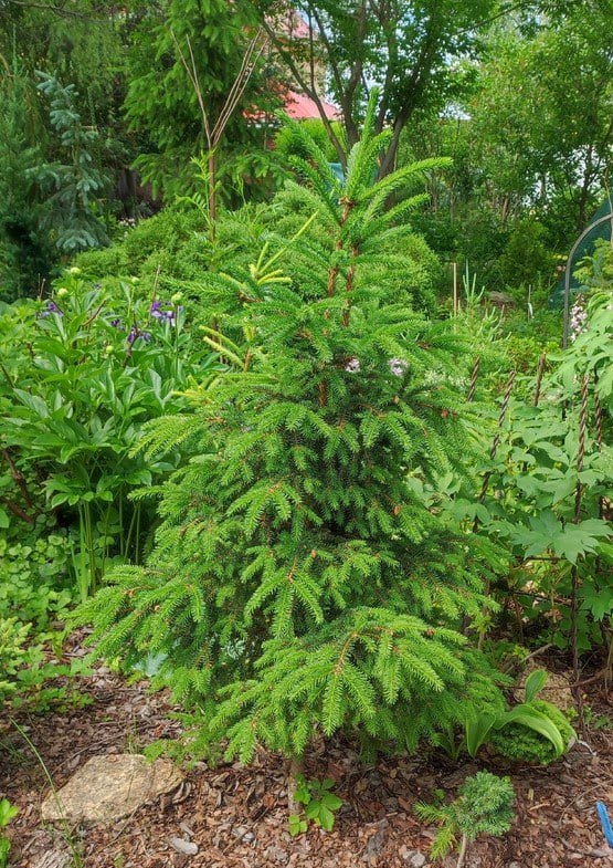 Picea abies 'Sopka 1'