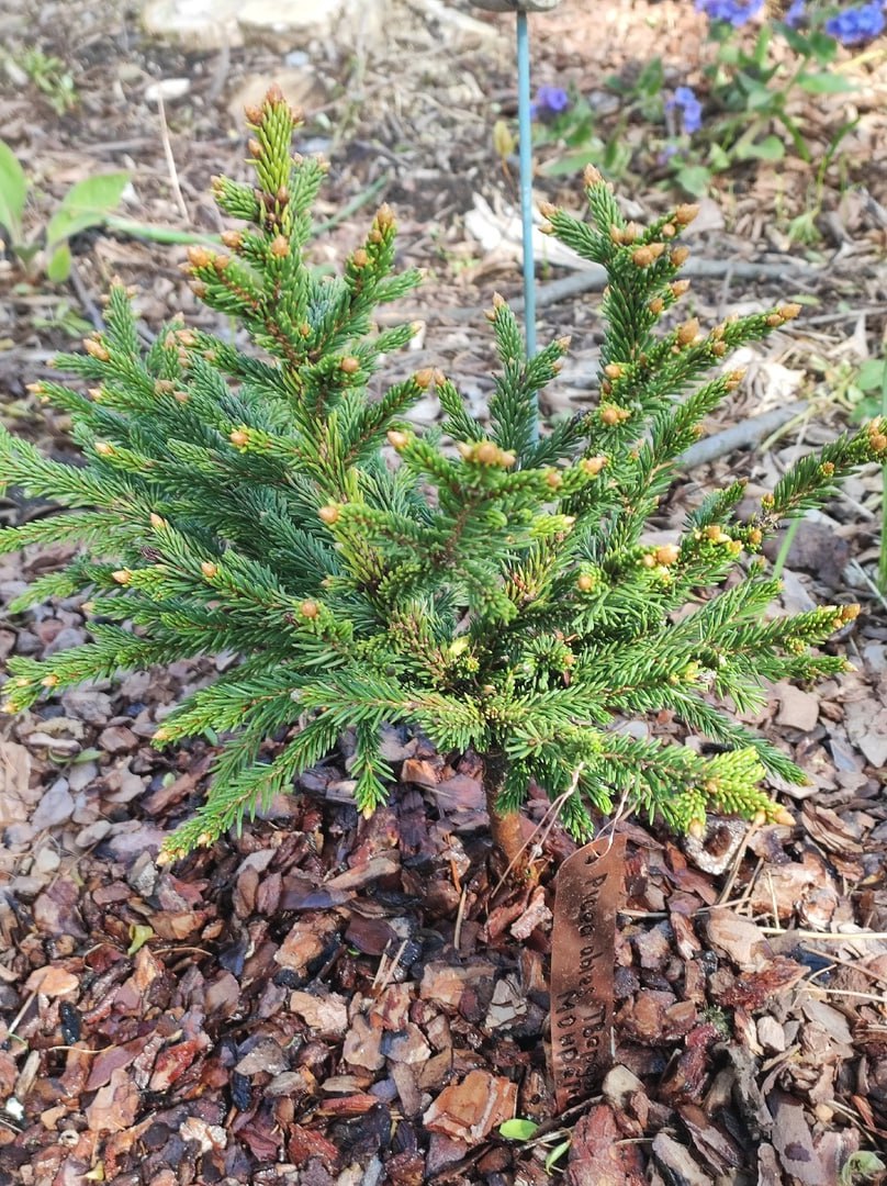 Picea abies 'Tverdysh'