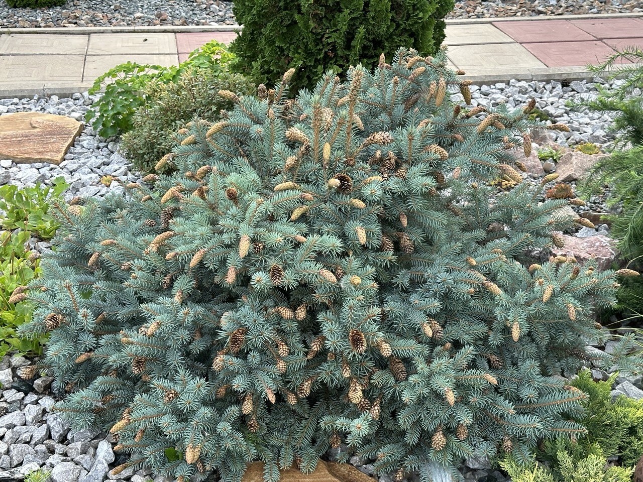 Picea pungens ‘Hermann Naue’