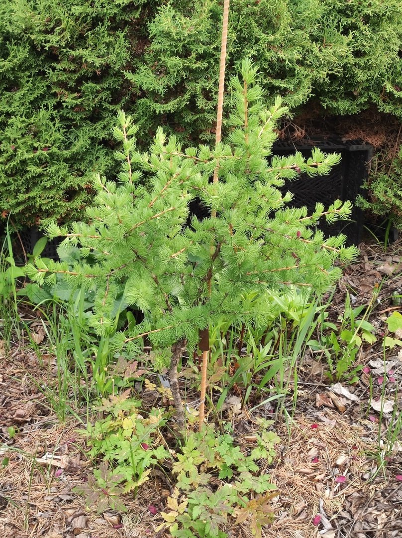 Larix sibirica 'Romanyuk'