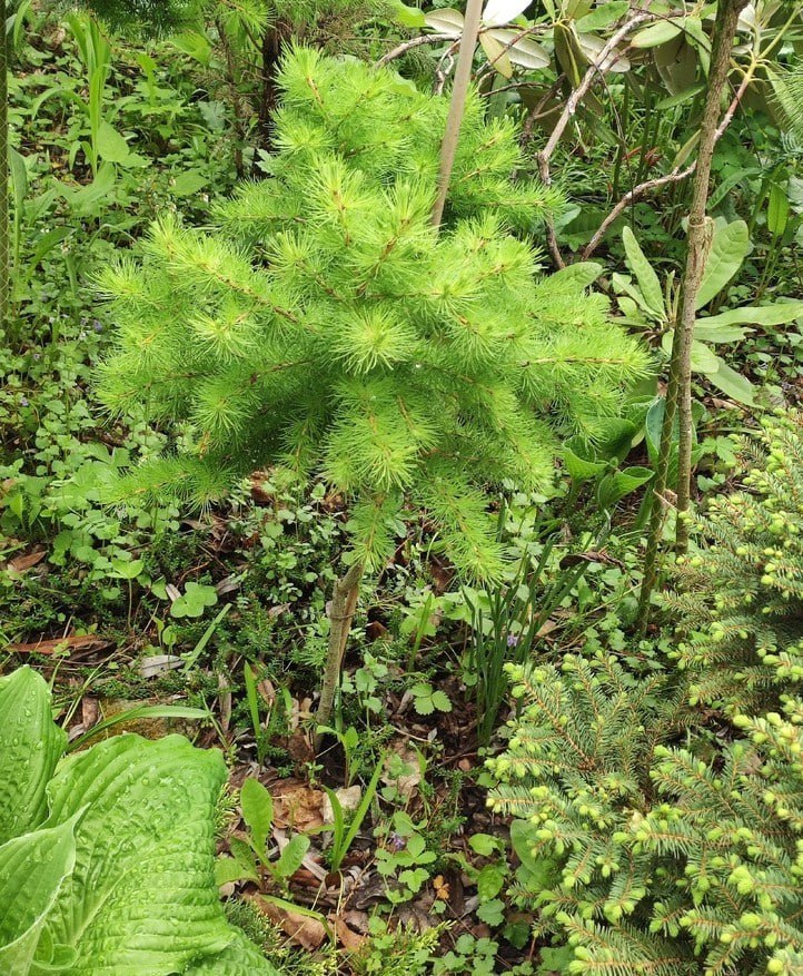 Larix sibirica ‘Koroleva’ (‘Queen’)