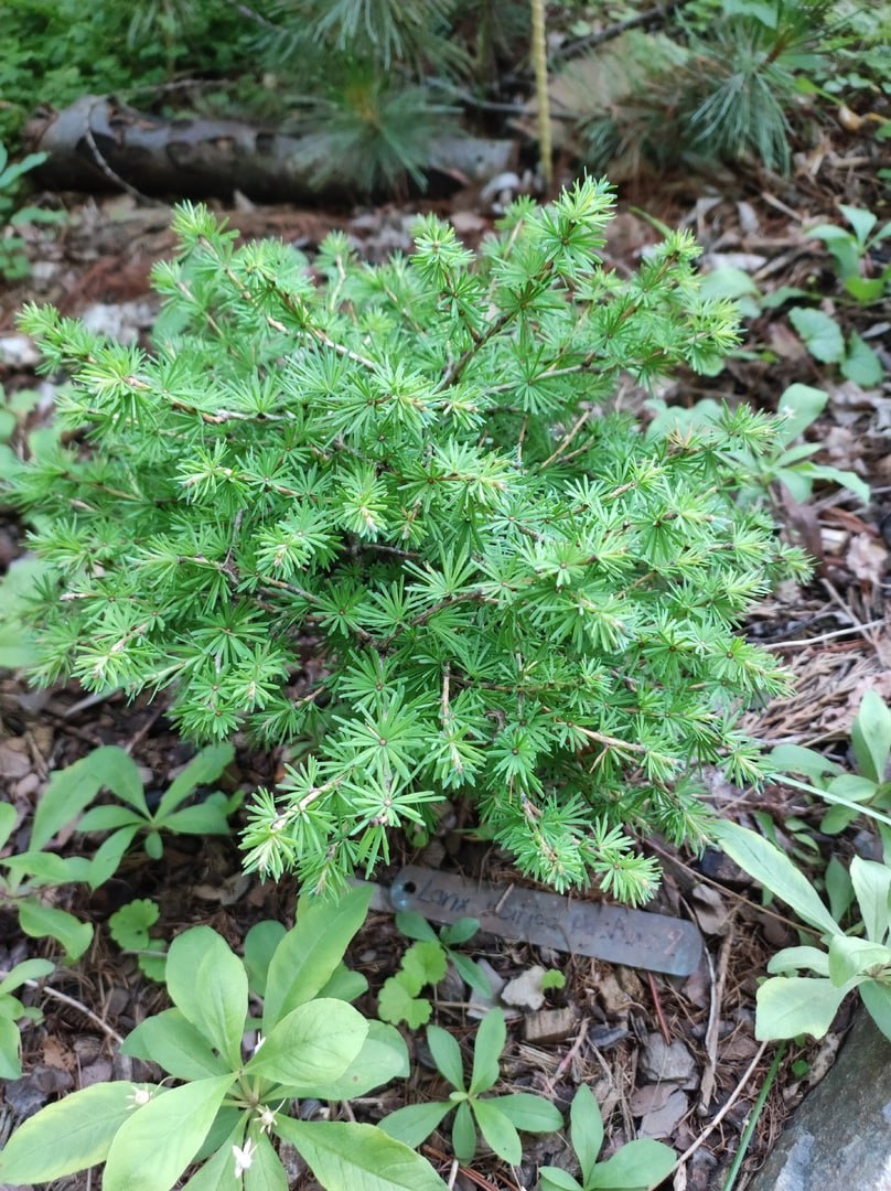 Larix archangelica 'Raivola SDL 2'