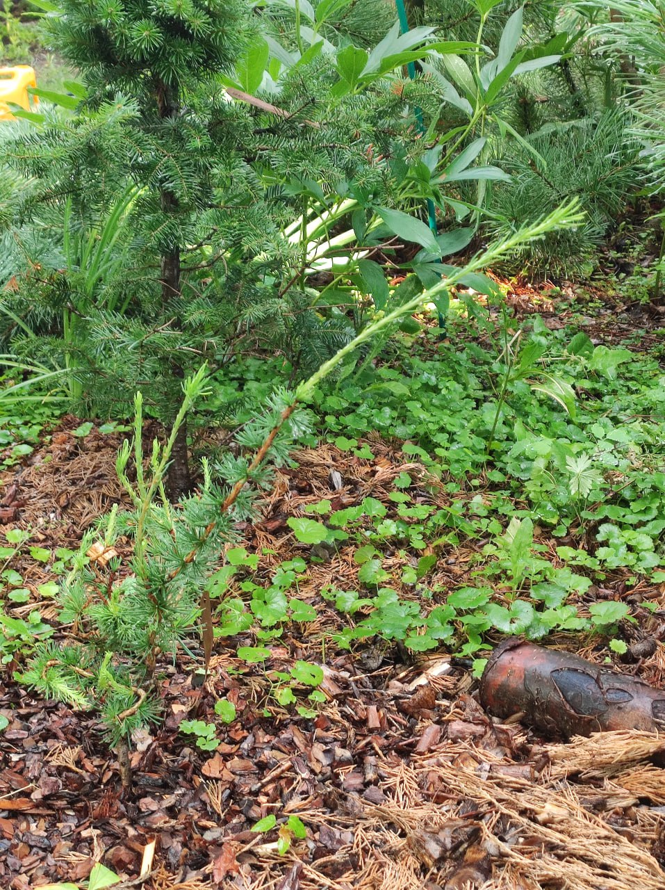 Larix sibirica 'Zavitok'