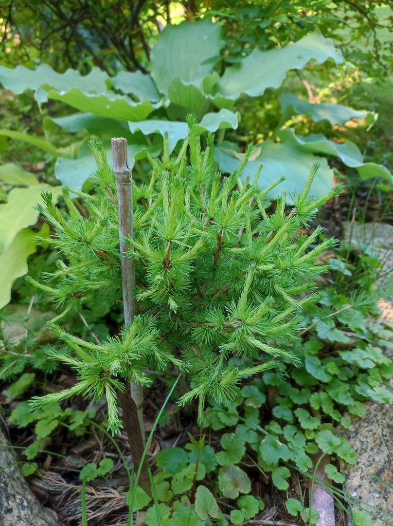 Larix sibirica 'Narvskaya zastava'