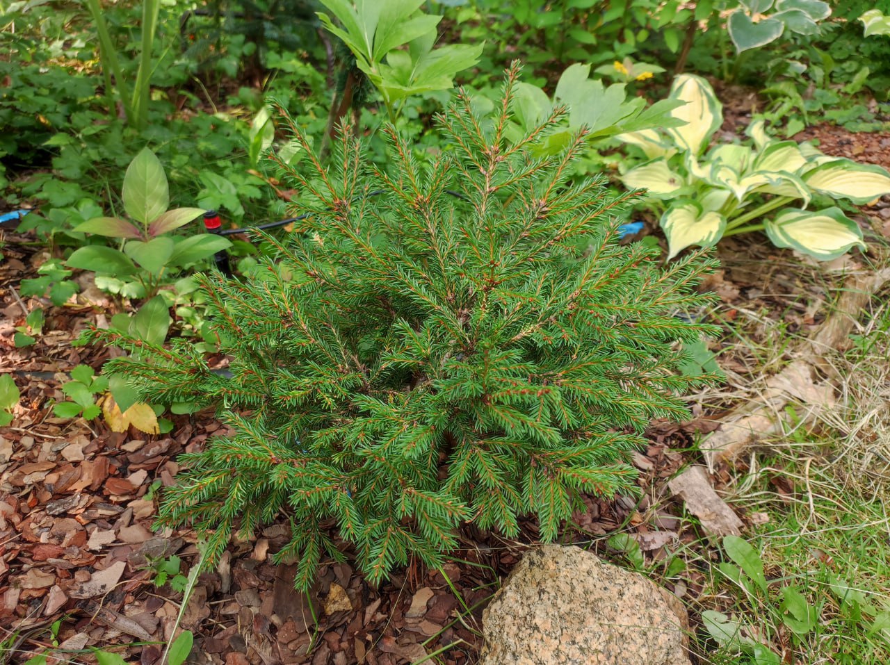 Picea abies 'Shishiga'