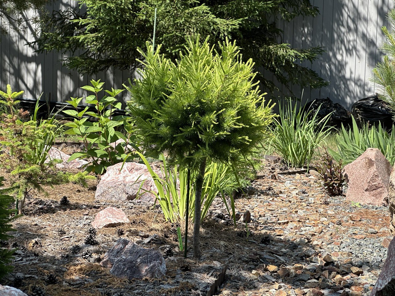 Larix sibirica ‘Koroleva’ (‘Queen’)