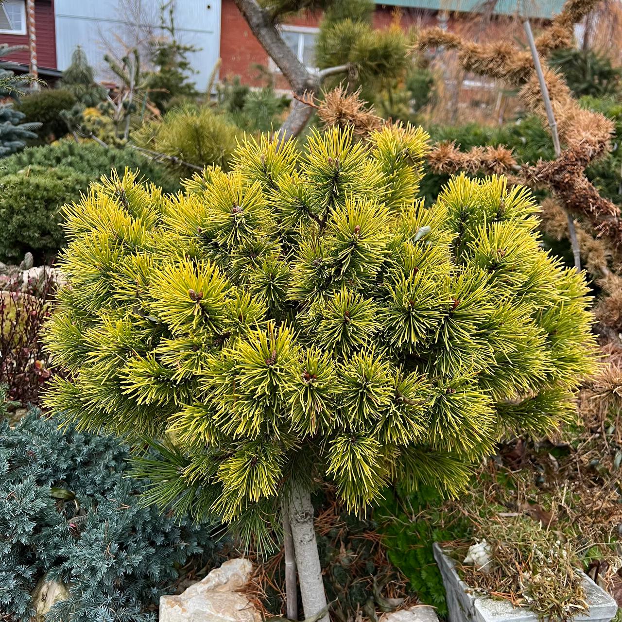 Pinus mugo ‘Lemon’