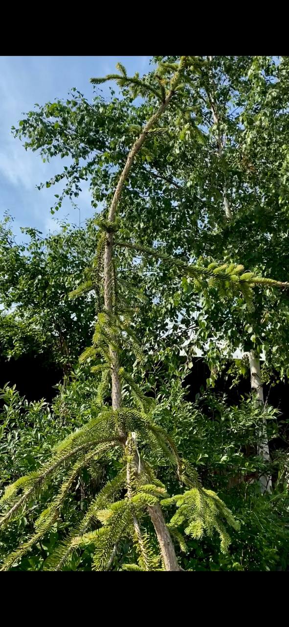 Picea glauca 'Fort Ann'