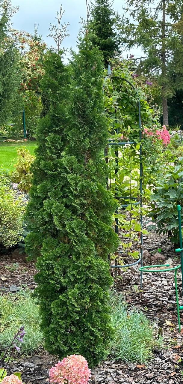 Thuja occidentalis ‘Degroot’s Spire’