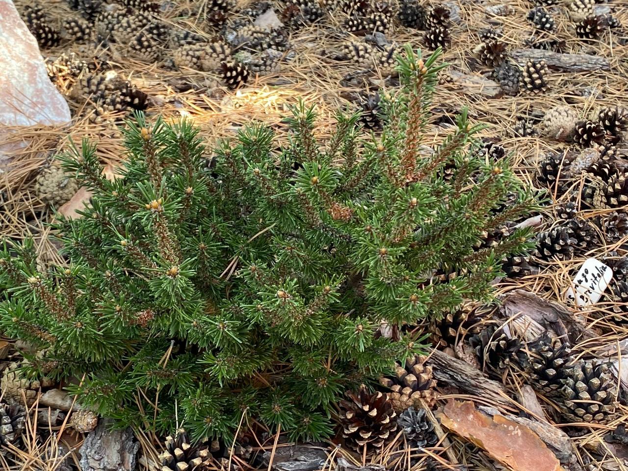 Pinus mugo ‘Kissen Brevifolia’