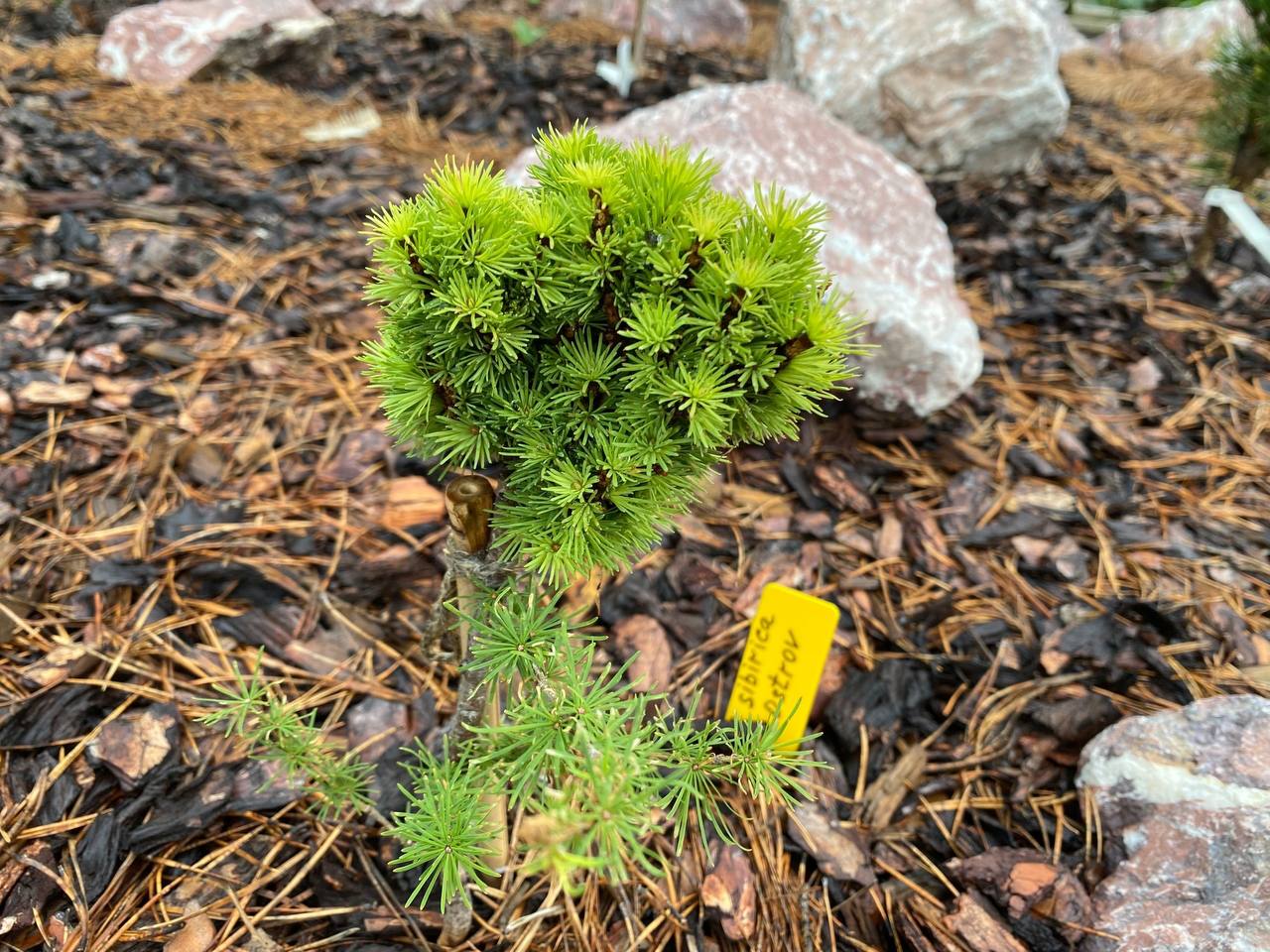 Larix sibirica ‘Elagin ostrov’