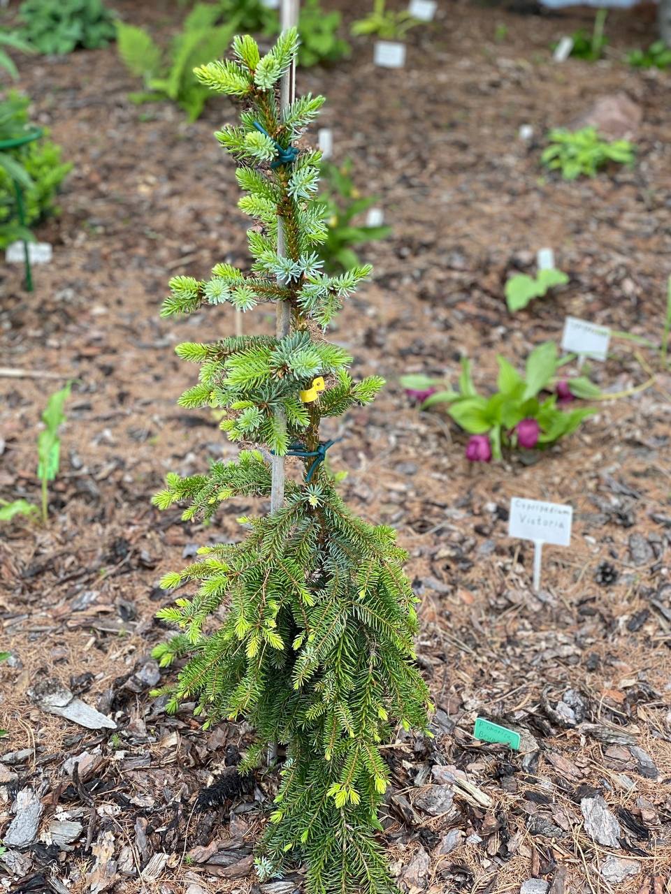 Picea omorika ‘Bruns’