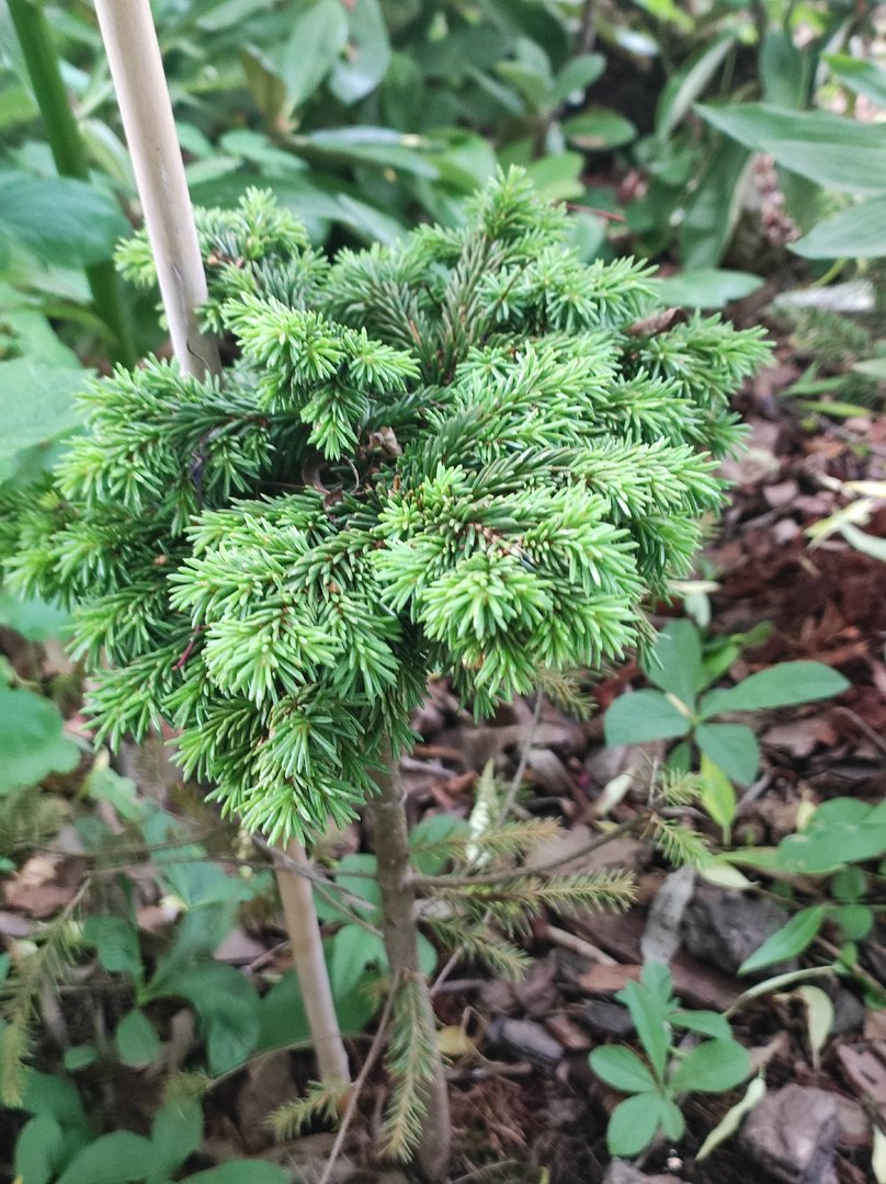 Picea abies 'Zarechnaya'