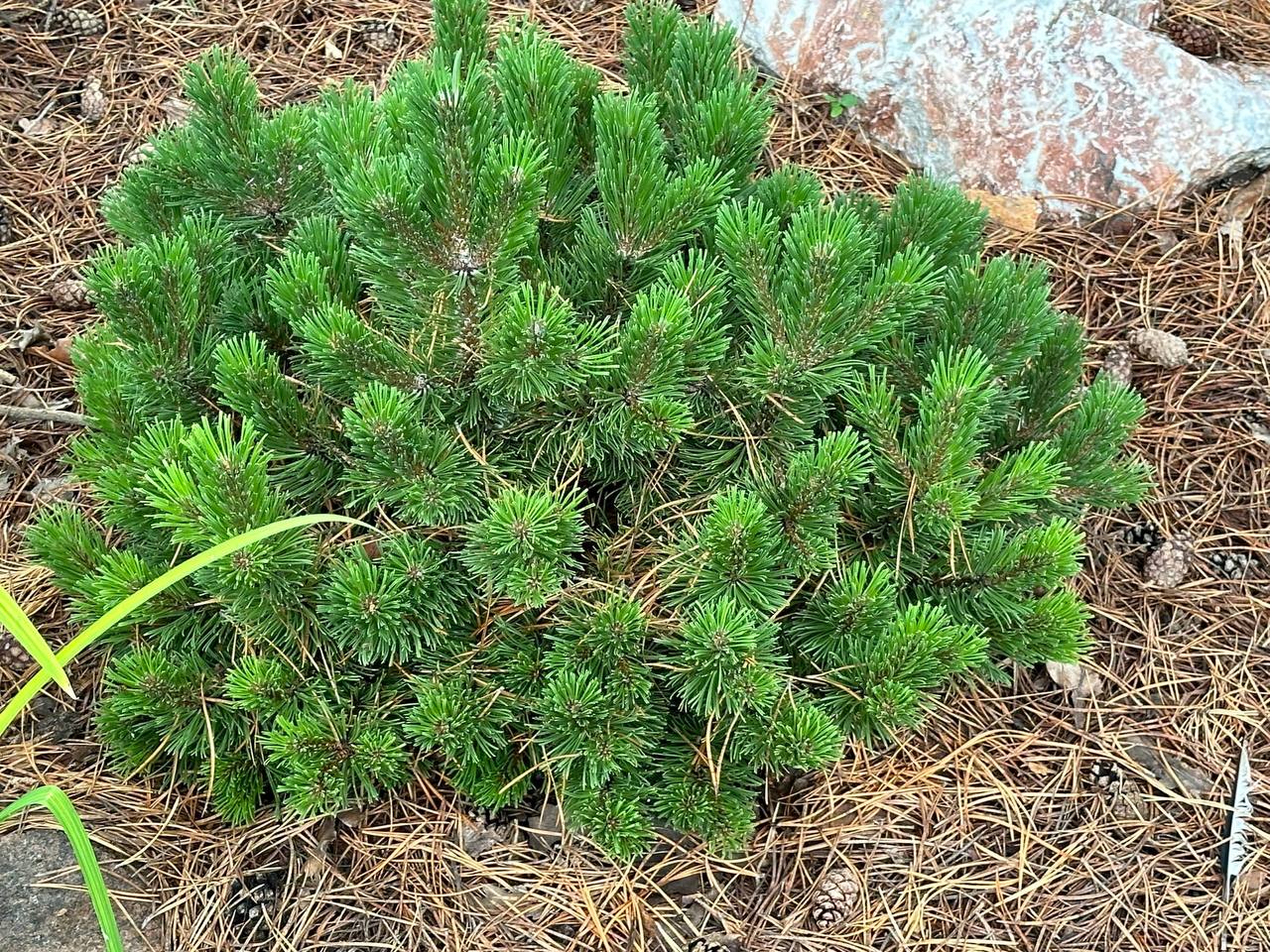 Pinus mugo ‘Sherwood Compact’