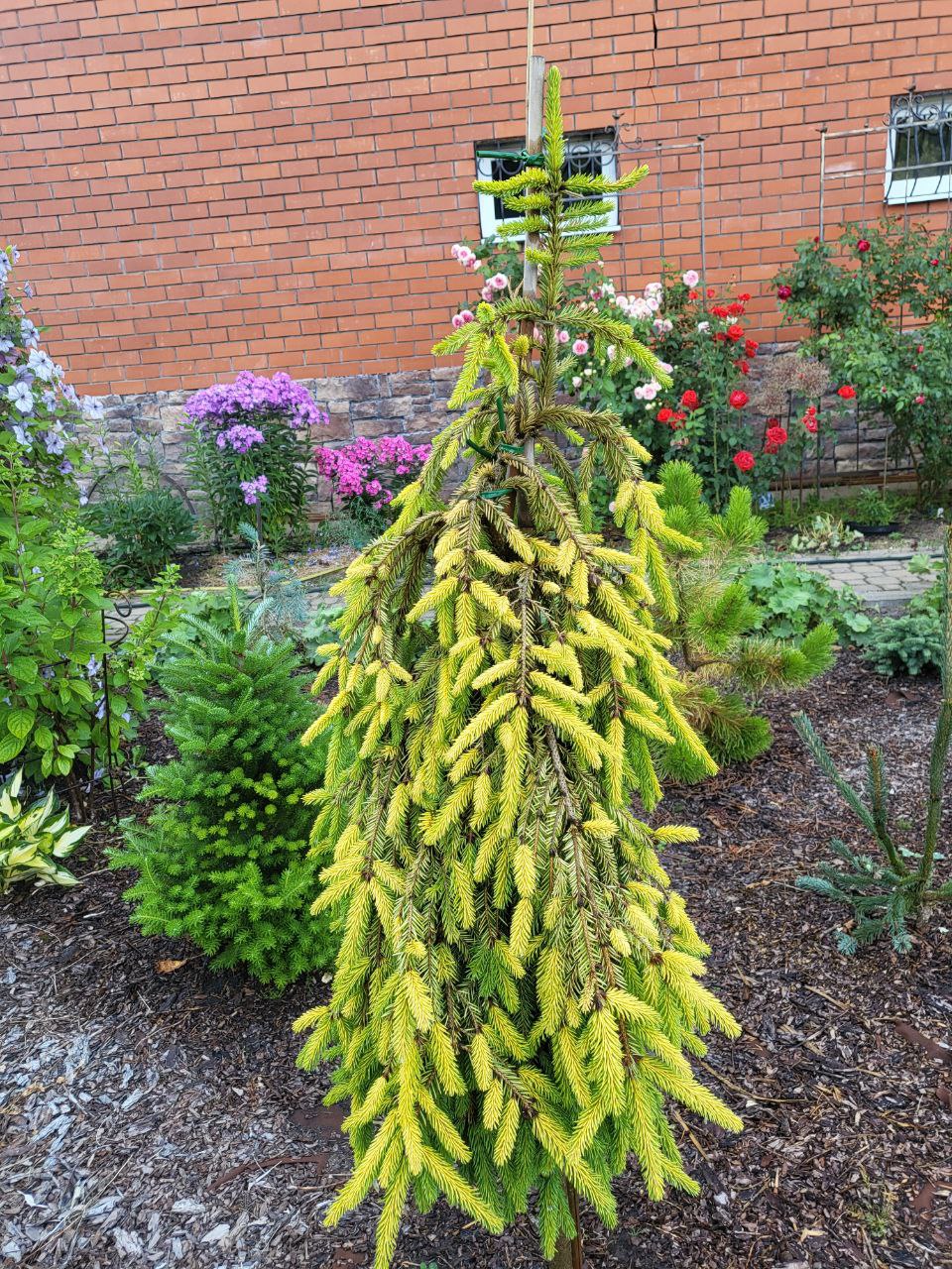 Picea abies ‘Gold Finch’