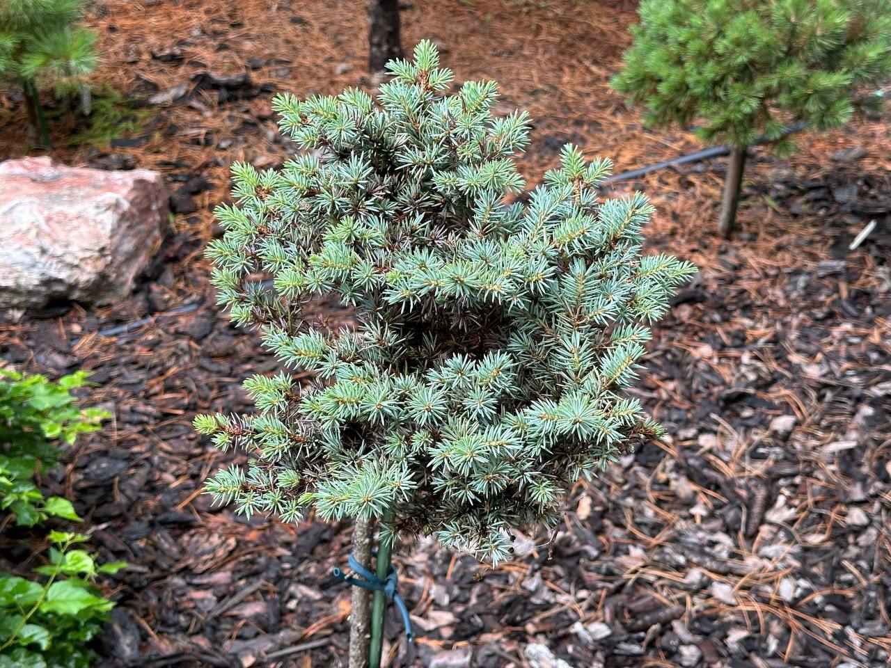 Picea pungens ‘Blaukissen’ Ель колючая