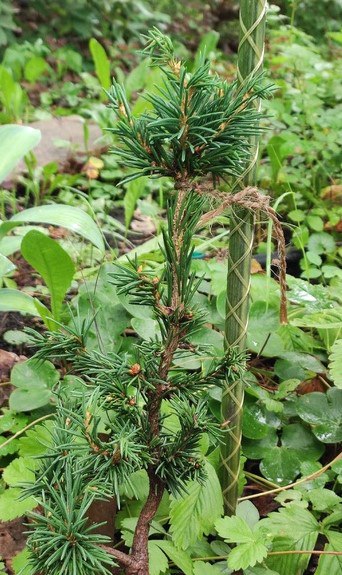 Picea abies  'Nurmi'