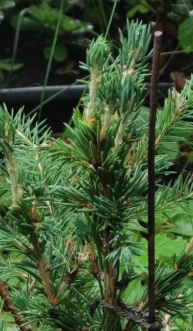 Picea abies 'Tamara'