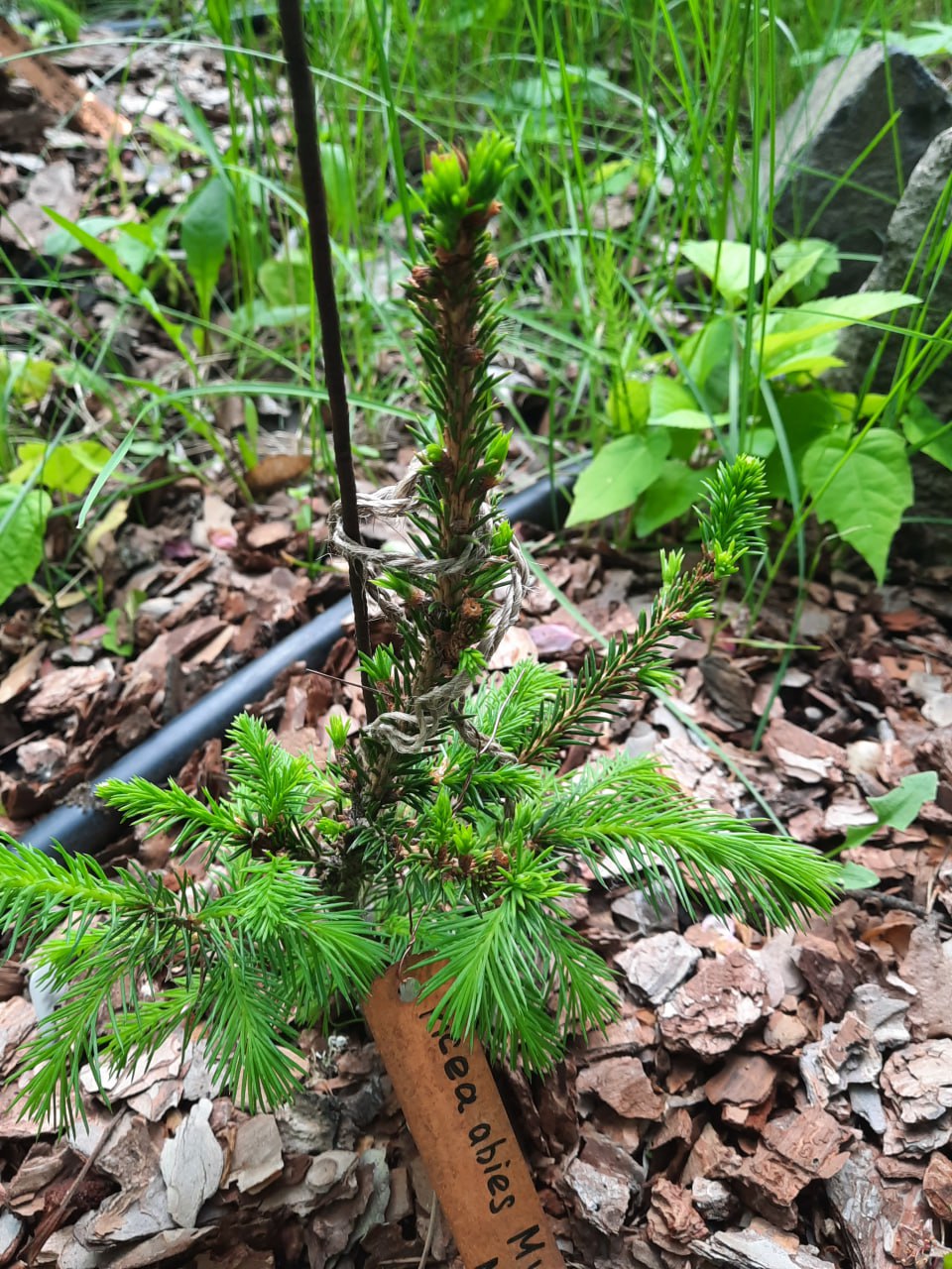 Picea abies  'Feya Chernogo Lesa'