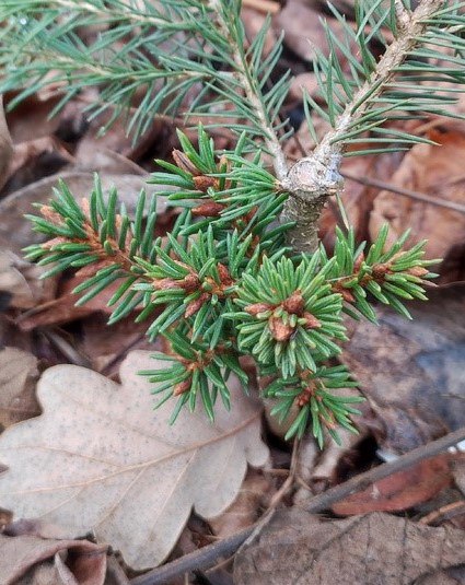 Picea х fennica 'Lev'