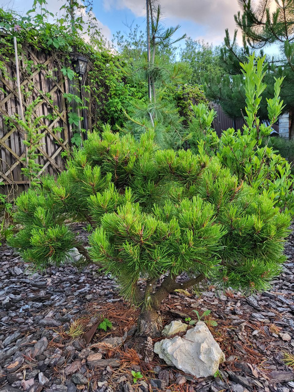 Pinus mugo ‘Wintergold’