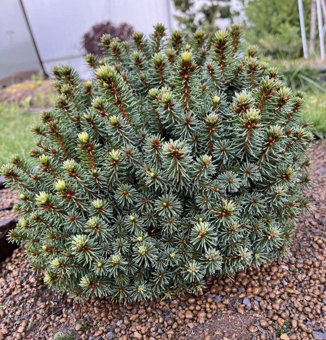 Picea abies ‘Suncrest’