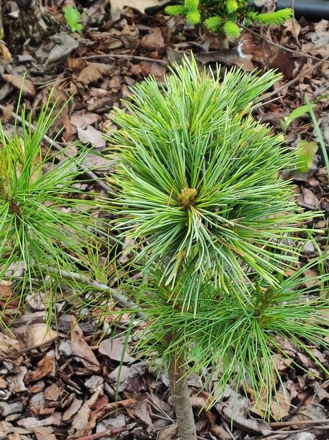 Pinus koraiensis ‘Perun’