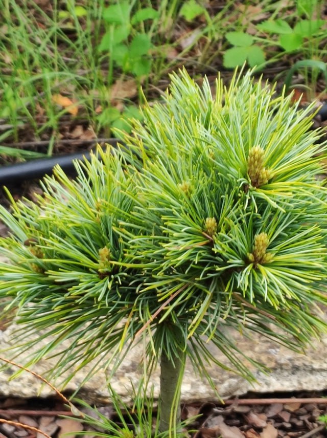 Pinus koraiensis ‘Stribog’
