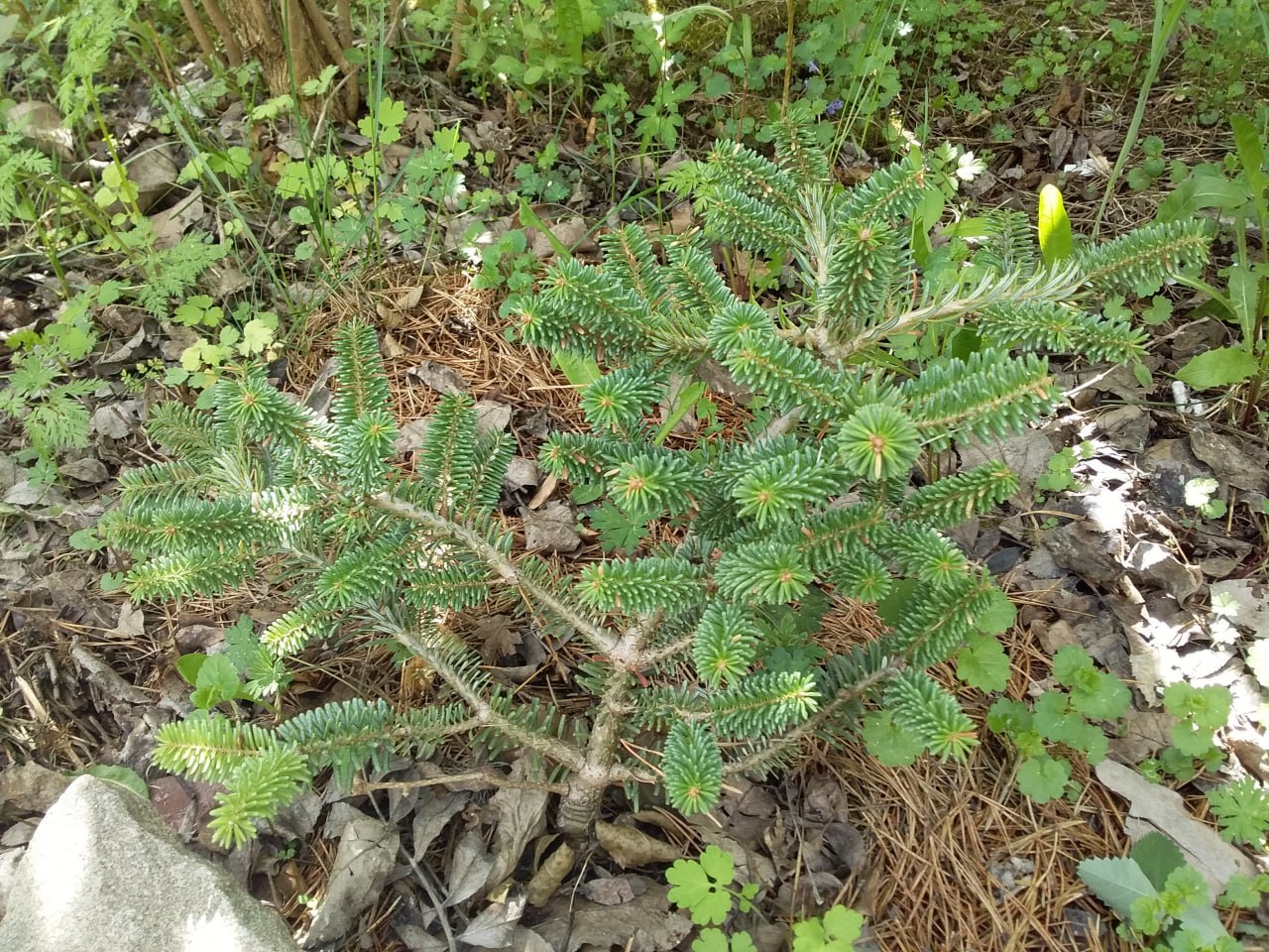 Abies koreana 'Blue Emperor'