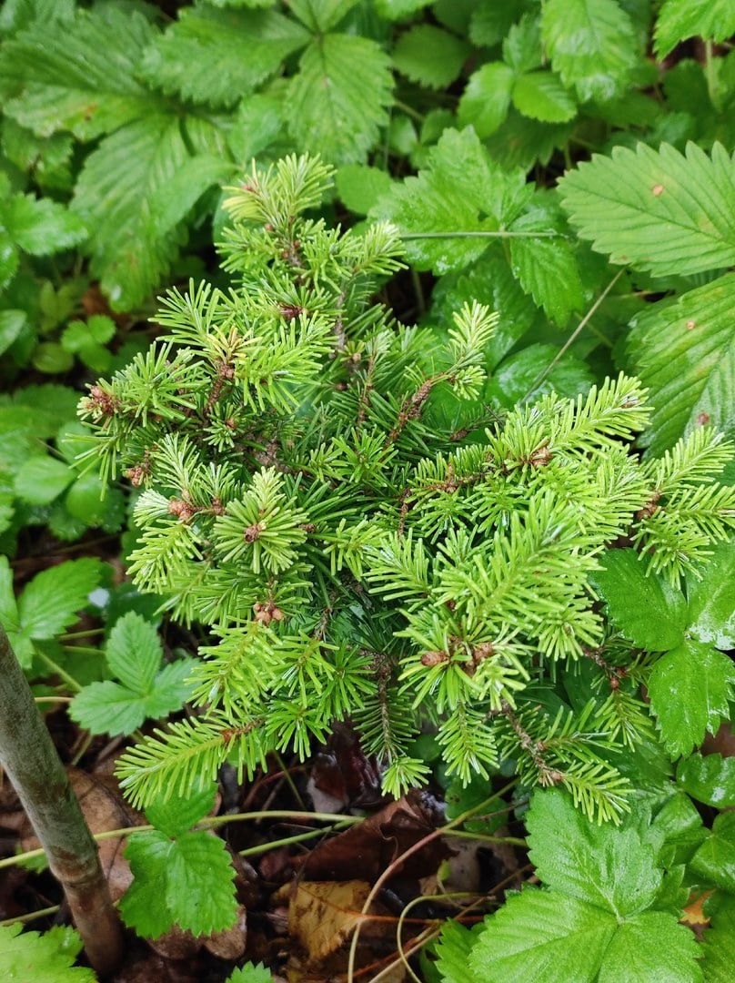 Abies sibirica 'Sharkan'