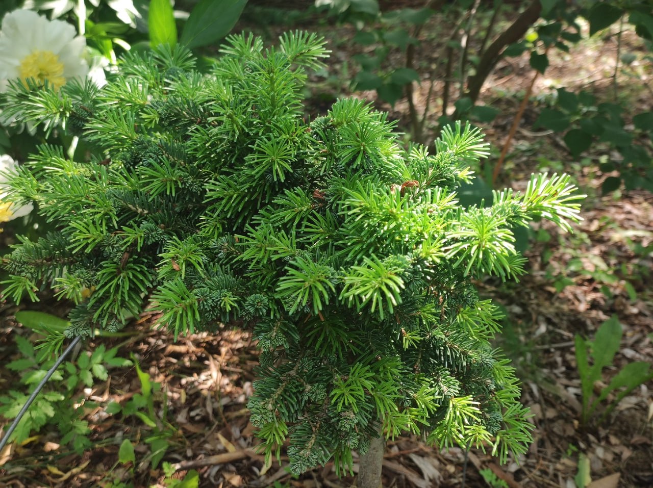 Abies sibirica 'Snezhinka'