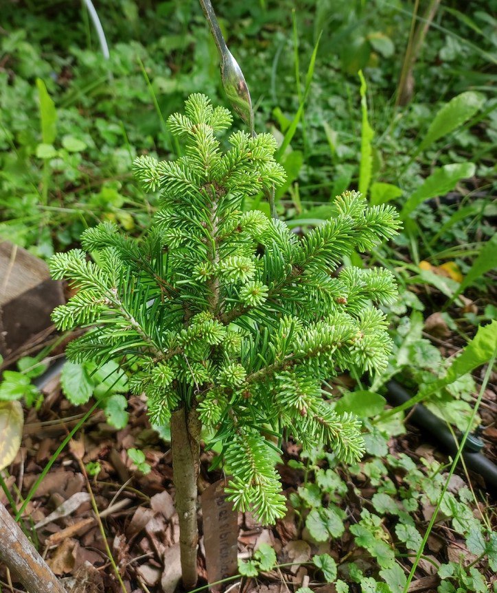 Abies sibirica 'Sosedka'