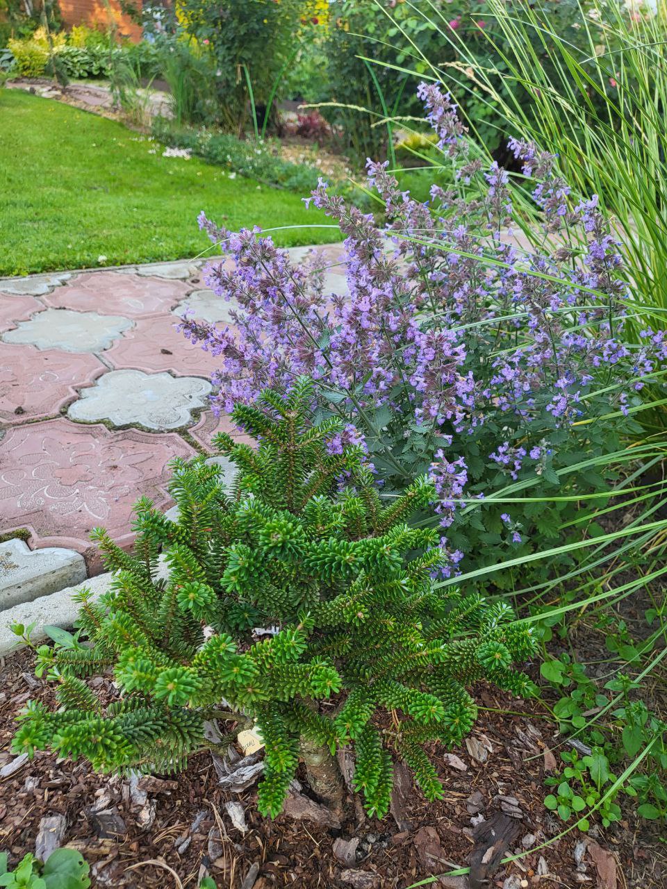 Abies koreana ‘Alpin Star’