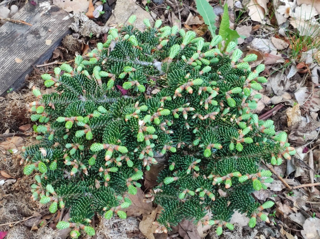 Abies balsamea 'Verkade Prostrata'
