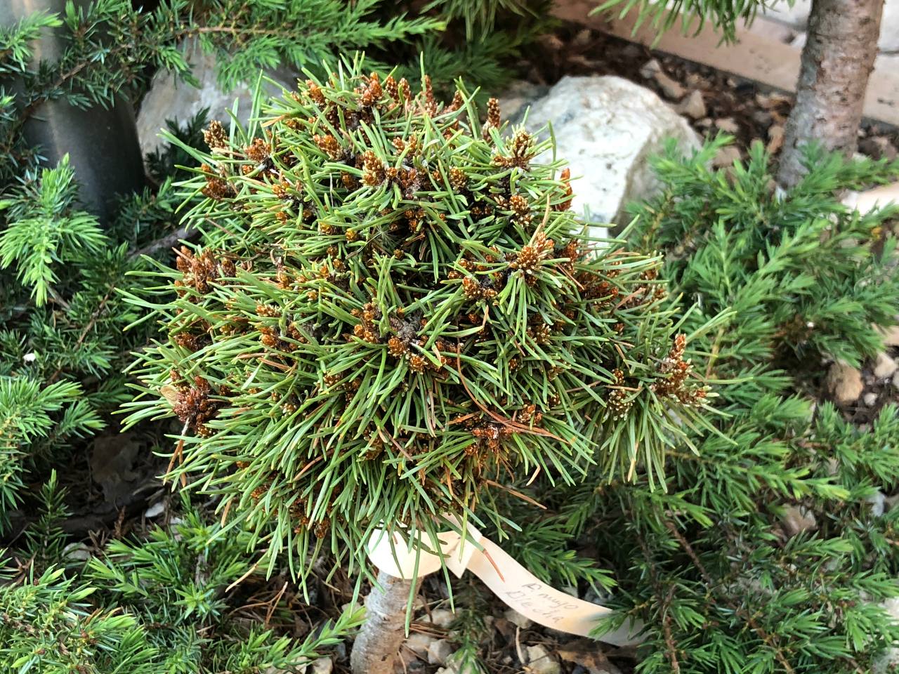 Pinus mugo ‘Blecha’