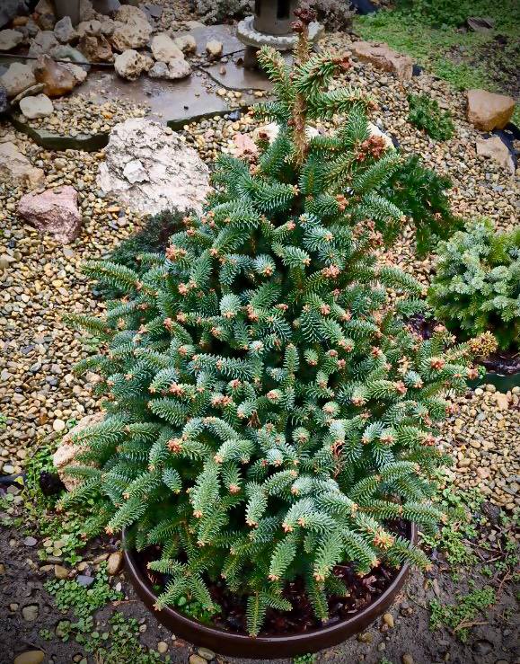 Abies pinsapo ‘Horstmann’