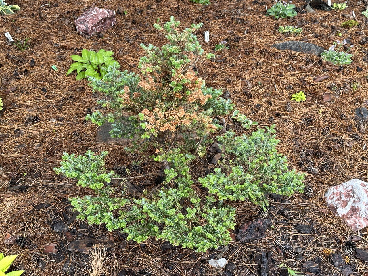 Abies fraseri ‘Ford WB’