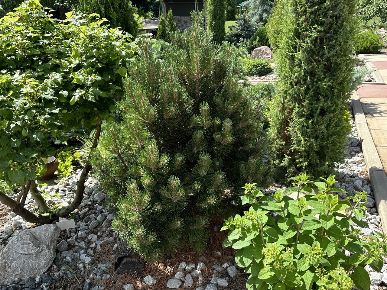 Pinus uncinata (mugo) ‘Leuco-like’