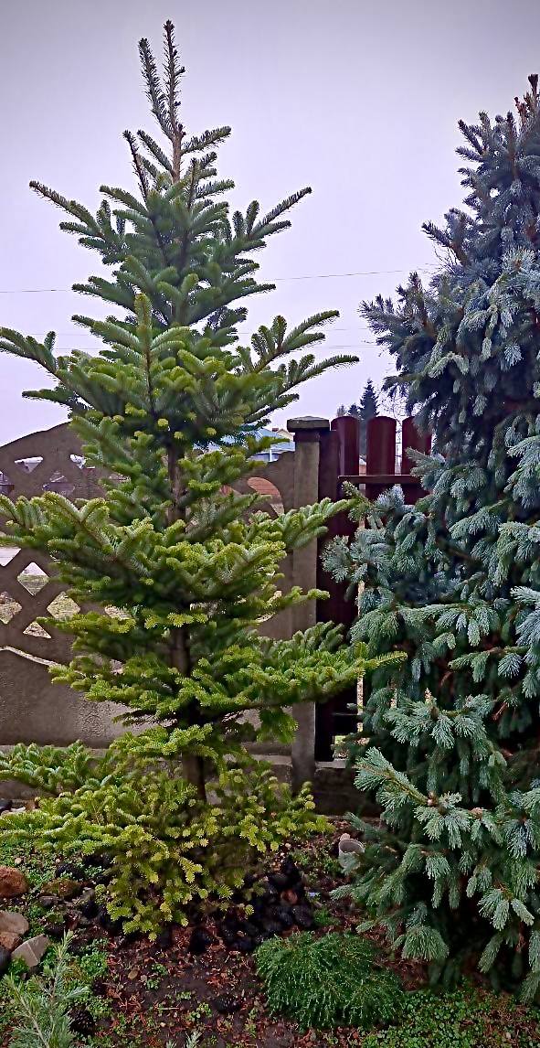 Abies arnoldiana ‘Jan Pawel 2’