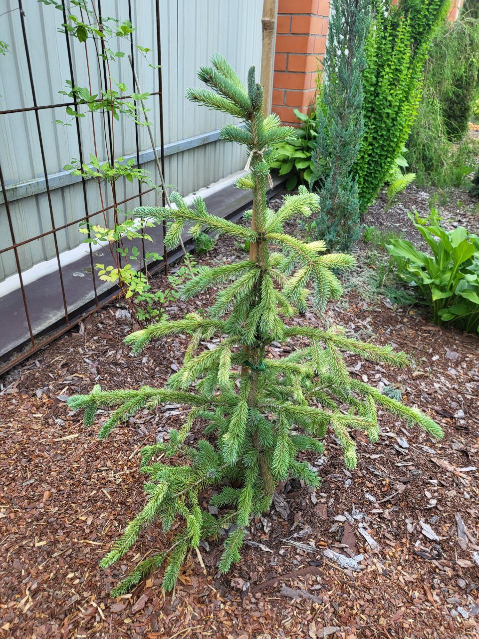 Picea glauca ‘Dent’