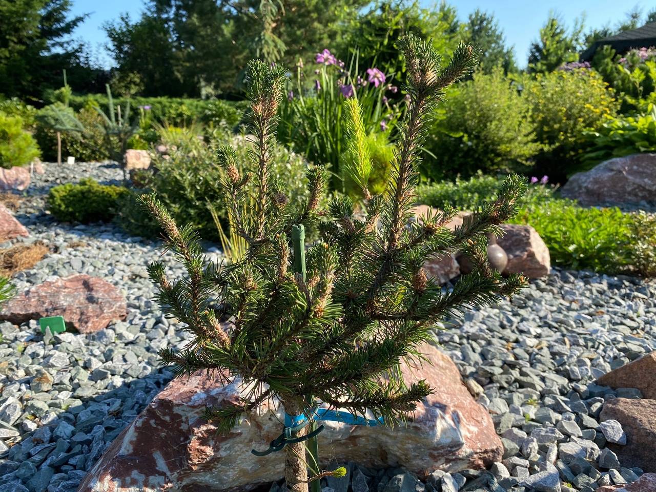 Pinus mugo ‘Botanischen Garten Drezden’