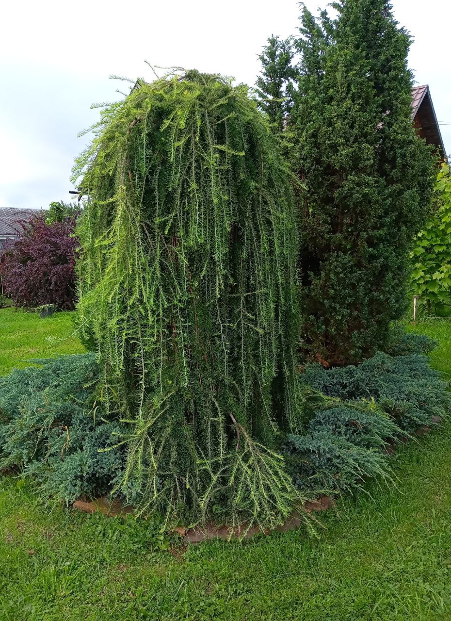 Larix kaempferi 'Stiff Weeper'