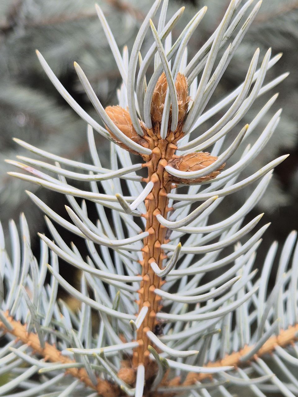 Picea pungens 'Hoopsii'